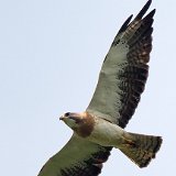 12SB3587 Swainson's Hawk